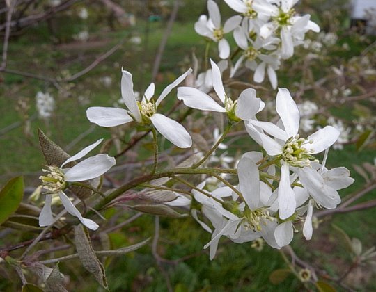 Downy serviceberry, Amelanchier arborea