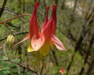 Columbine, Aquilegia canadensis