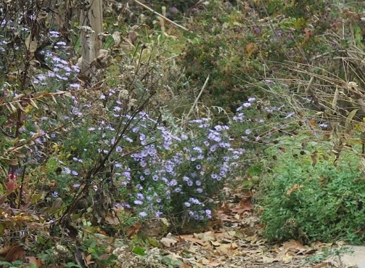 aromatic aster provides important late season blooms