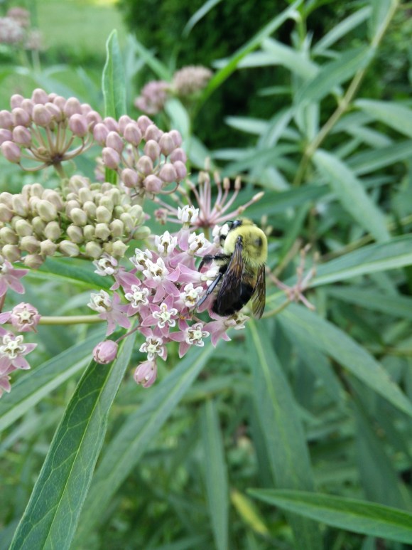 Rose or Swamp milkweed, a plant beloved by many insects