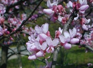 Redbud, Cercis canadensis