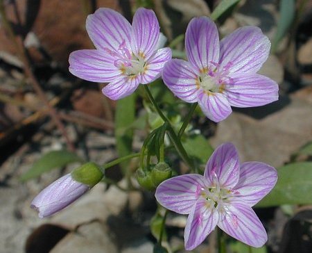 Spring beauty, Claytonia virginica