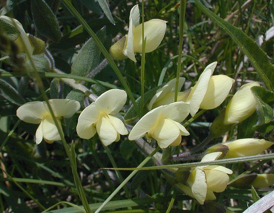 Cream wild indigo, Baptisia bracteata