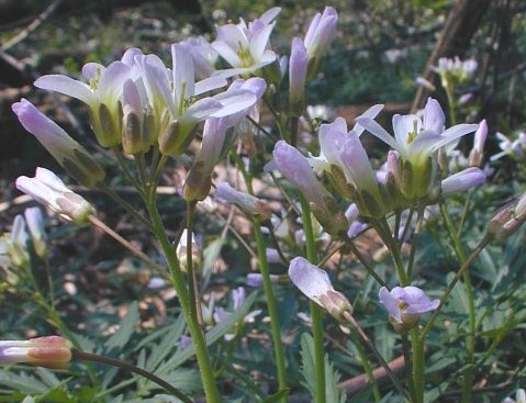 Toothwort, Cardamine concatenata