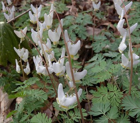 Dutchman's breeches, Dicentra cucullaria