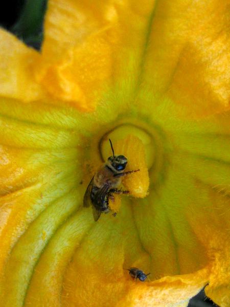 Squash flower with a squash bee
