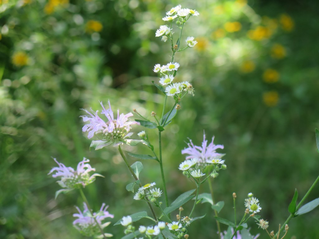 Bee balm and annual fleabane