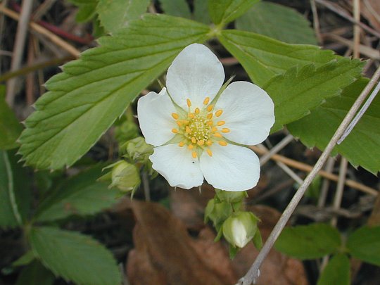 Wild strawberry, Fragaria virginiana
