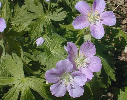 Wild geranium, Geranium maculatum