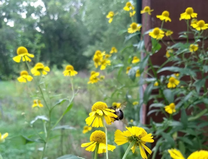 Sneezeweed