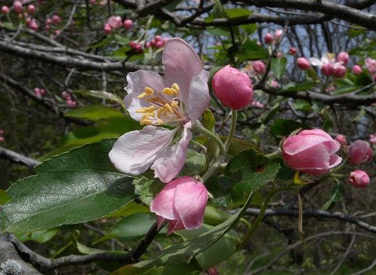 Prairie crabapple, Malus ioensis