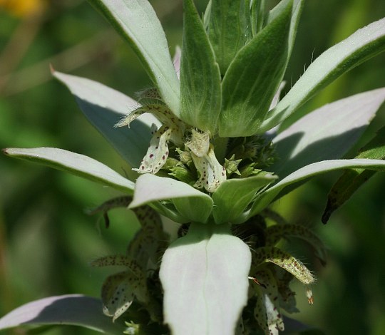 Spotted beebalm, Monarda punctata