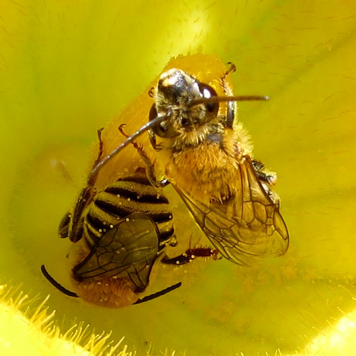 Squash pollen on squash bees