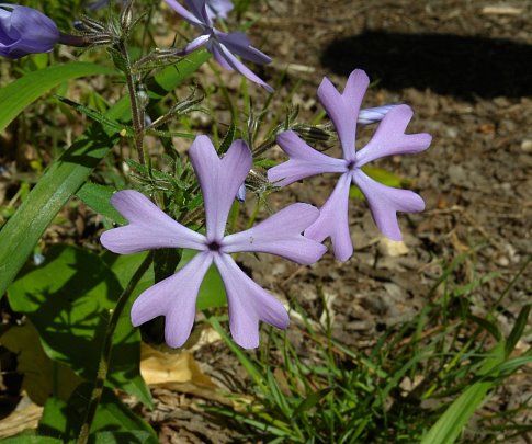 Wild blue phlox, Phlox divaricata