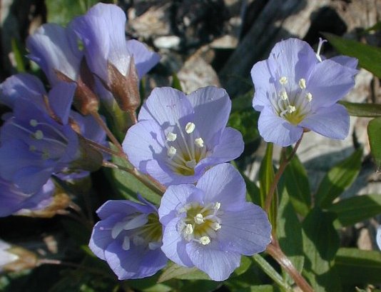 Jacob's ladder, Polemonium reptans