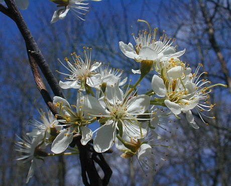 Wild plum, Prunus americana