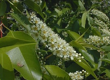Wild Black Cherry, Prunus serotina