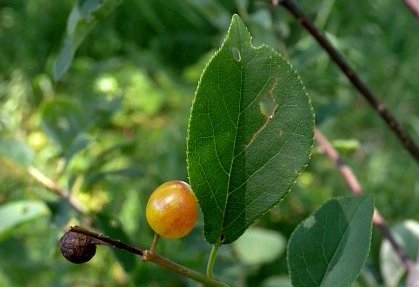 Choke cherry fruit