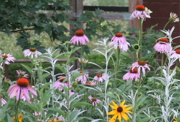 Purple coneflower mixed with prairie sage