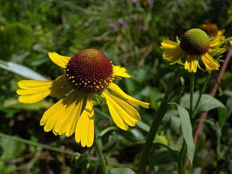 Purple-headed sneezeweed
