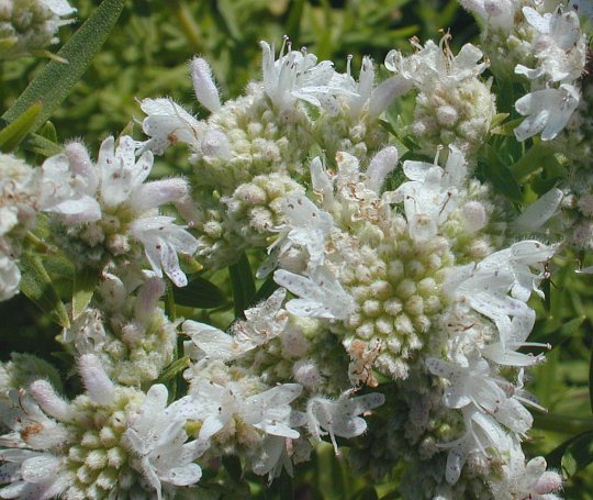 Virginia mountain mint