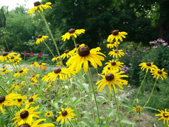 Black-eyed susan, readily self sows and makes for an exciting, unexpected garden at times
