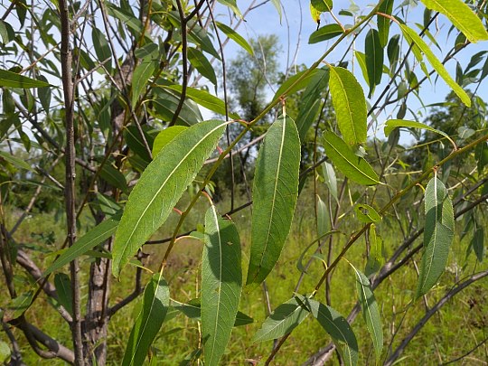Peach leaf willow, Salix amygdaloides