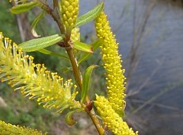 Black willow, Salix nigra, catkins