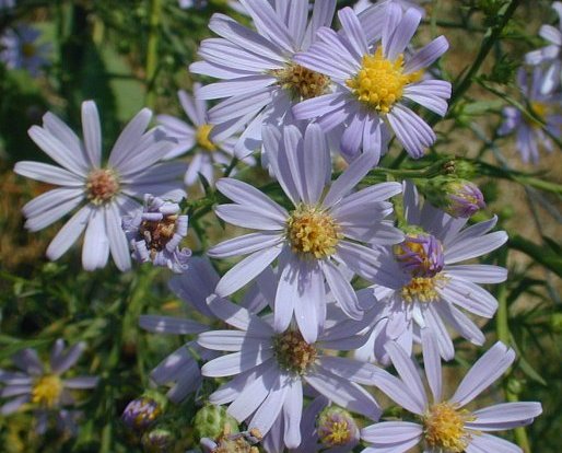 Sky blue aster