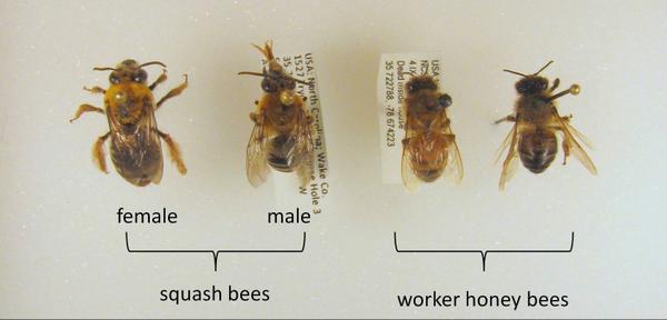 Squash bees compared to Honey bees