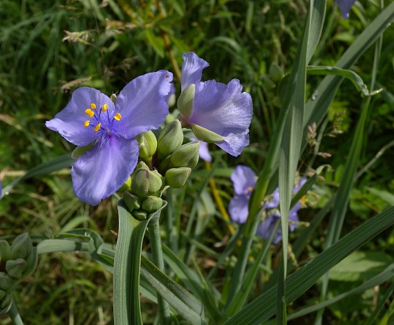 Spiderwort, Tradescantia ohioensis