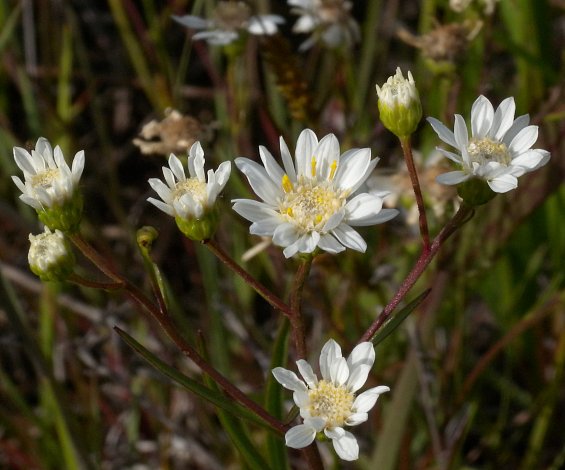 Upland white goldenrod