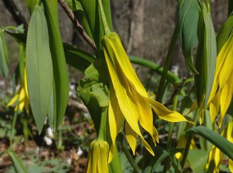 Bellwort, Uvularia grandiflora