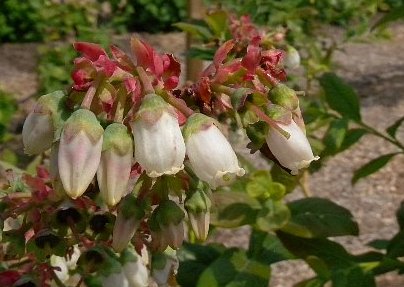 Blueberries, Vaccinium spp.