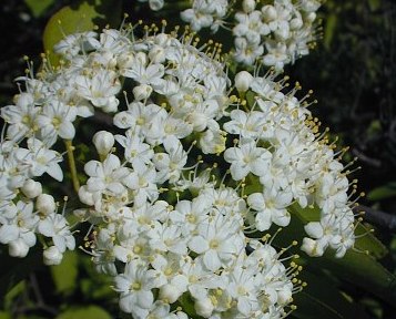 Blackhaw, Viburnum prunifolium