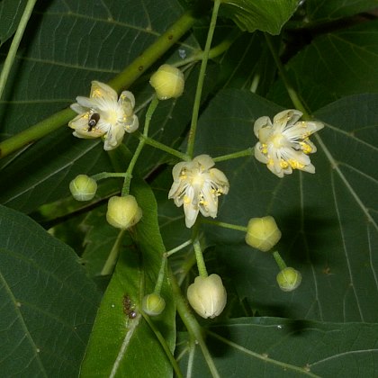 American linden, Tilia americana