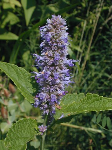 Anise hyssop, a long blooming favorite in the pollinator garden