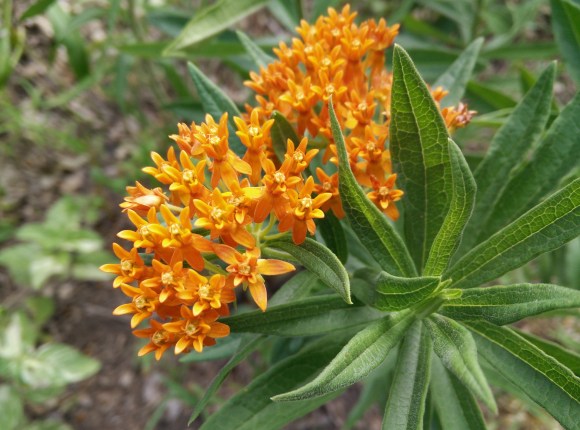 bright orange butterflyweed, a milkweed much needed by Monarch butterflies
