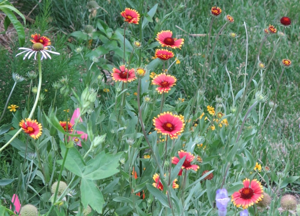 Blanket flower, a long-blooming red flower for the pollinator garden
