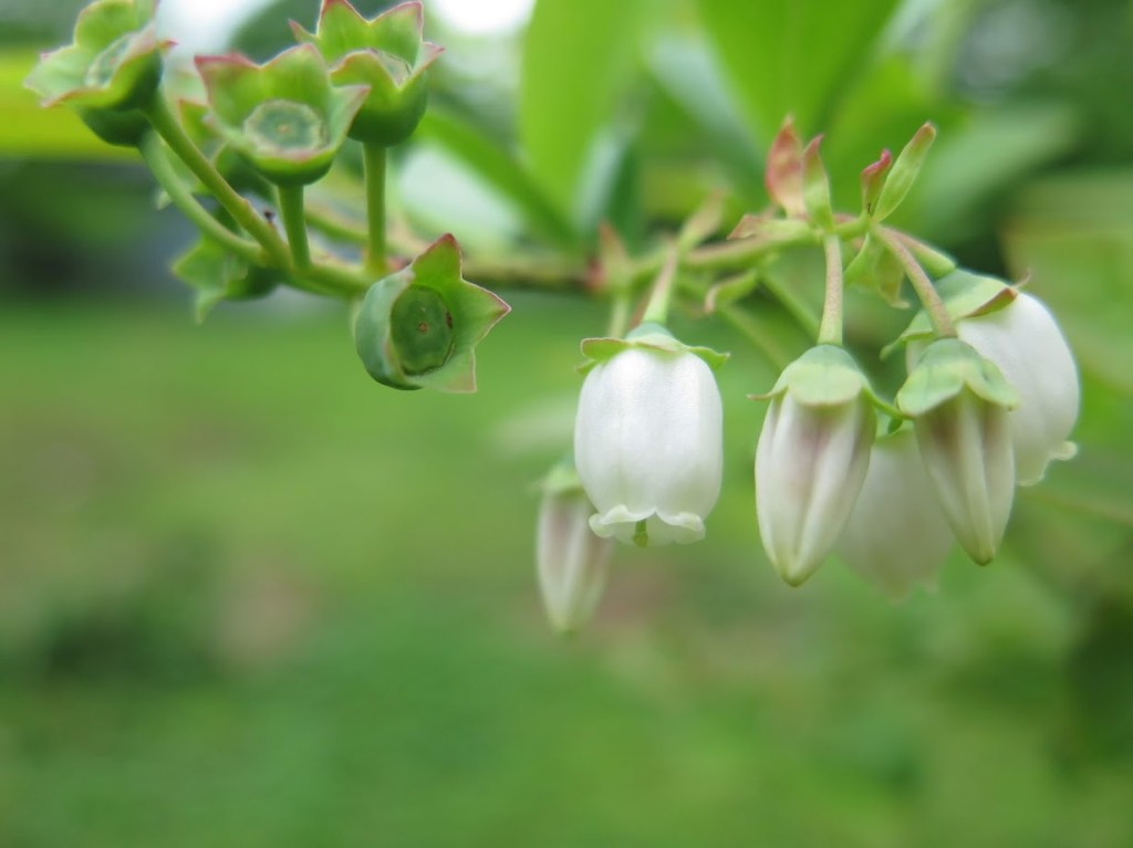 Blueberry bush in flower