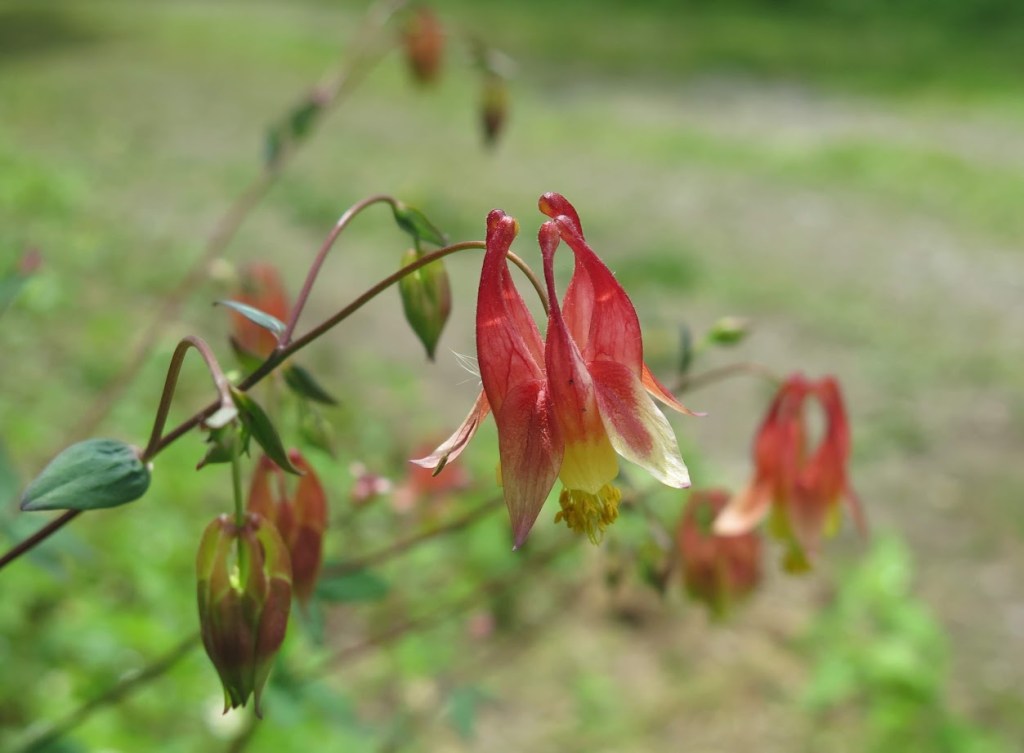 Columbine, Aquilegia canadensis