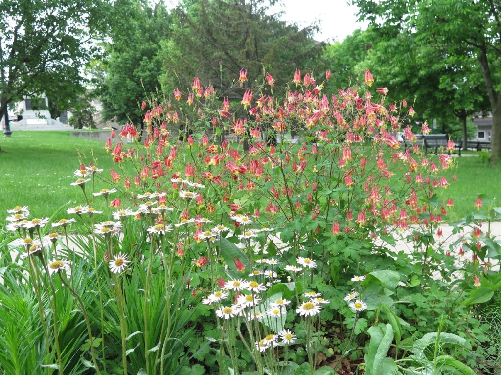 Columbine and Robin's plantain 'Lynnhaven Carpet'