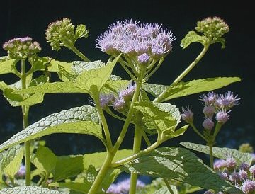 mistflower for the pollinator garden