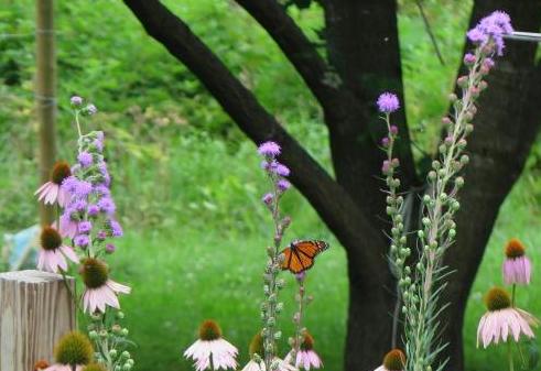 Meadow blazingstar, the Monarch magnet