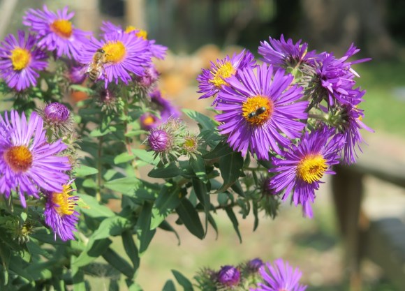 pollinators love New England aster