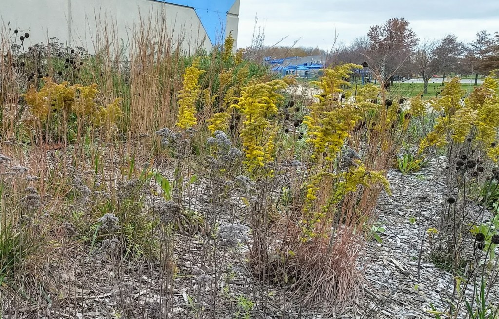 Old field goldenrod provides important fall blooms