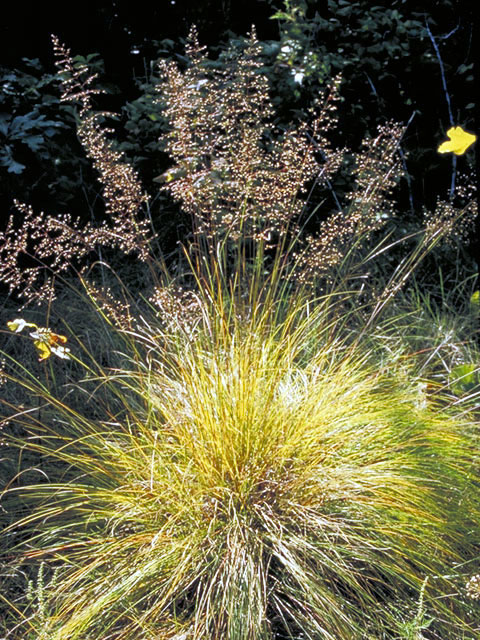Prairie dropseed for the pollinator garden