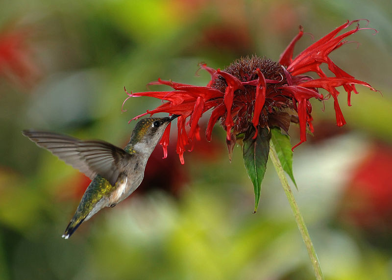 A female Ruby-throated Hummingbird (Archilochus colubris) visiting scarlet beebalm (Monarda didyma).  Photo by Joe Schneid