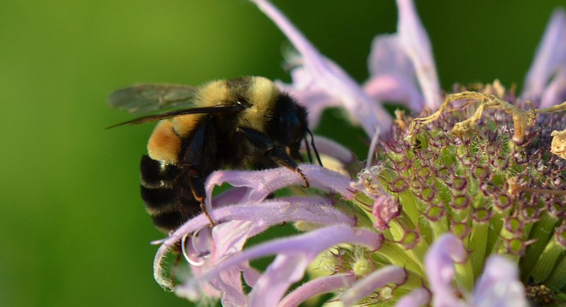 Rusty-patched Bumblebee (Bombis affinis) on beebalm (Monarda fistulosa)