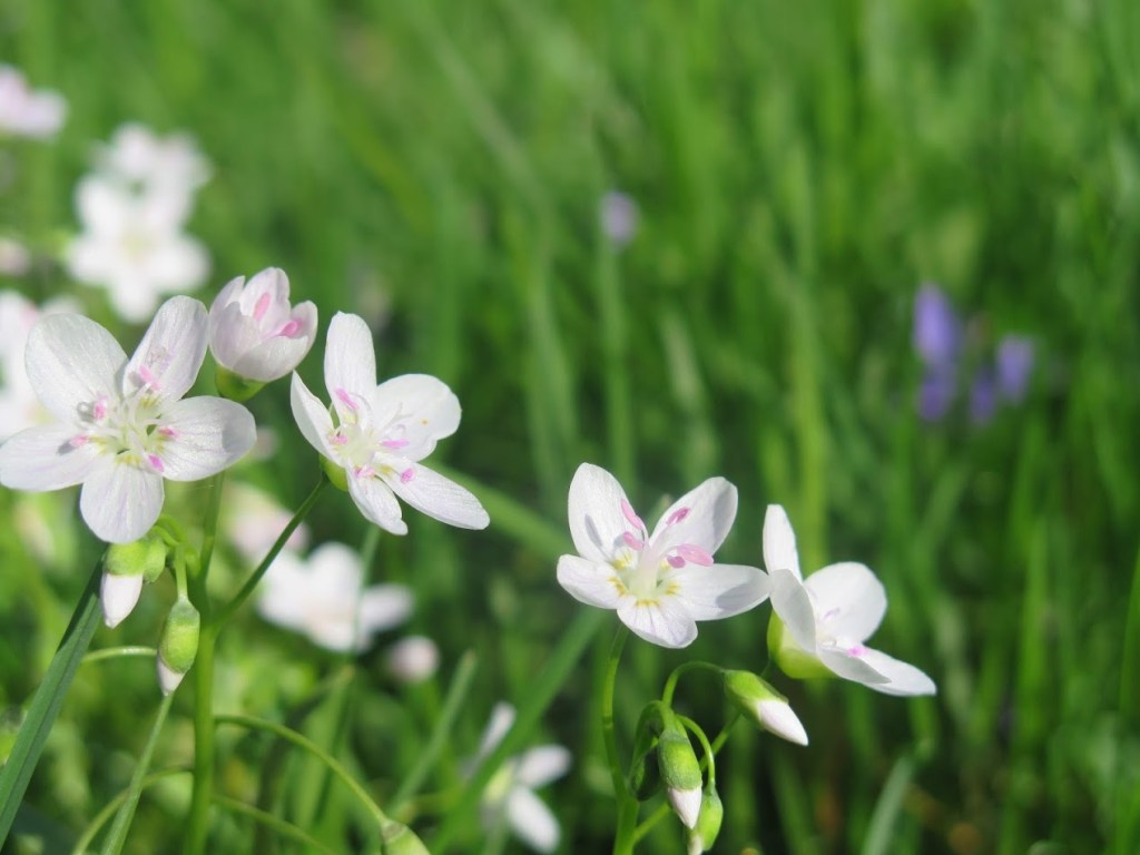 Spring beauty, Claytonia virginica